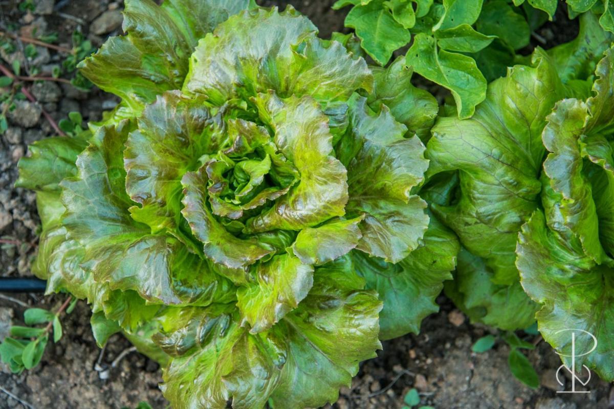 AlcáçovasQuinta Do Poco Novo别墅 外观 照片
