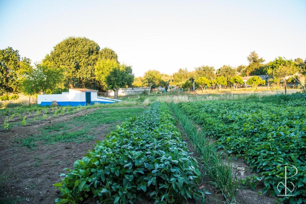 AlcáçovasQuinta Do Poco Novo别墅 外观 照片